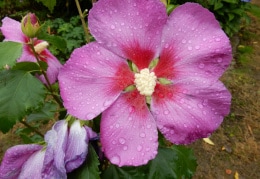 Blüte mit Regentropfen 