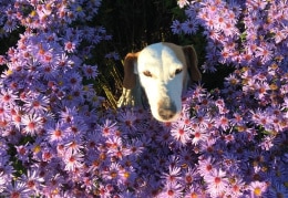 Lilly im Blumenmeer