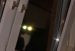 Mohrle, unsere Alien-Katze