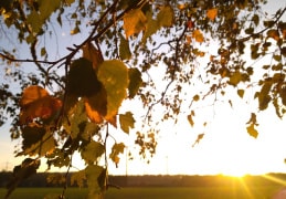 Herbstblätter in der Abendsonne