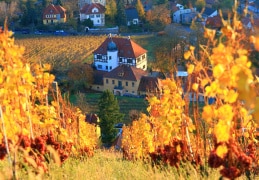Herbst im Weinberg