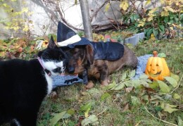 Herbst und Halloween Grüße senden Hexen Mieze Kitty und Zauber Dackeline Resie 