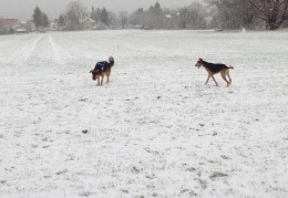 Rambo genießt den ersten Schnee.