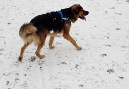 Rambo genießt den ersten Schnee.