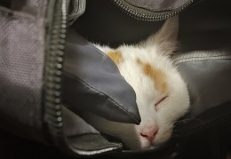 Murphy eingeschlafen im Rucksack
