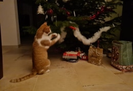 Igor erkundet den Weihnachtsbaum 