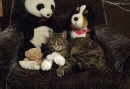 Frieda und ihre tierischen Freunde