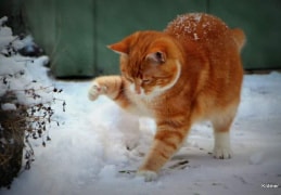 Tom im Schnee 