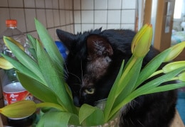 Unsere Susi hat Tulpen zum fressen gern und das Blumenwasser ( pur ohne Zusätze ) zum trinken gern. da ist sie nicht zu halten