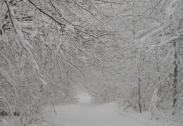 Ein winterlicher Märchenwald