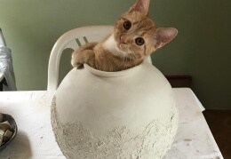 Katze Lola in einer frisch getöpferten Vase