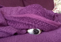 Beaglenase beim Sofaschlaf