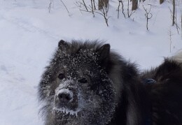 Schnee ist seine Leidenschaft