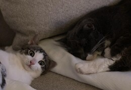 Katzenselfie von Cinnamon und Kitty