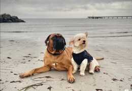 Coopy und Erling am Meer