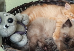 Unsere Kitten Chili & Chocolat erschöpft im Katzenkörbchen 