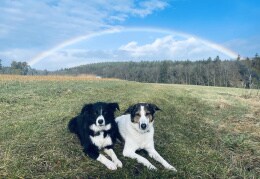 Hundeglück unter‘m Regenbogen 
