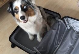 Merle im Koffer