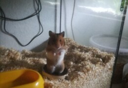 Hamster Goldi