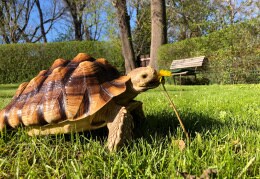Alma - Die Schildkröte 