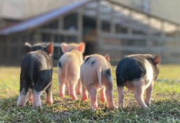 Minischweine auf Entdeckungsreise 