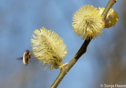 Frühlingsbilder.. wie Wollschweber, Höckerschwäne und Blaukehlchen