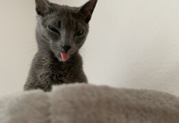 Katze Hope streckt Zunge raus
