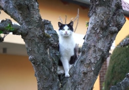 Katze Tomi klettert auf jeden Baum