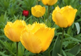 Tulpenschönheiten
