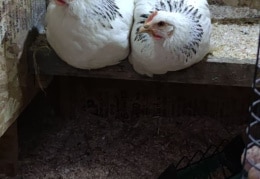 Schlafenszeit im Hühnerstall 