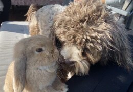 Hund & Kaninchen - Beste Freunde