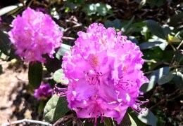 Rhododendronblüte im Mai