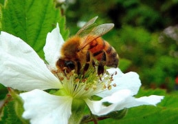 Brombeerblüte mit Biene