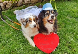 Bonnie und Sammy gratulieren zum 1. Hochzeitstag