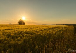 Getreidefeld im Sonnenuntergangslicht 