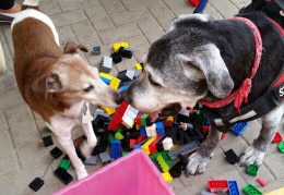 Niko und Butch in ihrem Legoland