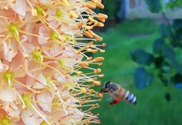 Fleißiges Bienchen 