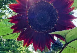 Sonnenstrahlen durch Sonnenblume