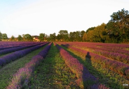 Provence in Ostsachsen