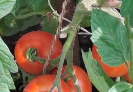 Eigene Tomaten 