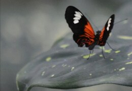 zauberhafte Schmetterlinge