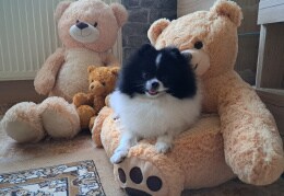 Charly und seine Teddybärenbande