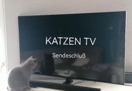 Katzen TV