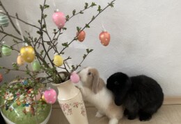  Sammi und Fine feiern Ostern 