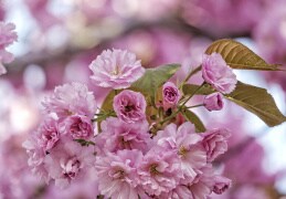 die Bäume der  japanischen Blütenkirsche blühen jetzt so wunderschön
