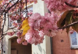 Japanische Kirschblüte 2023 in Chemnitz