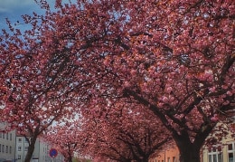 Japanische Kirschblüte 2023 (Chemnitz)