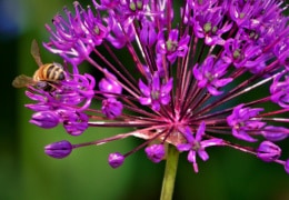 Eine Fleißbiene