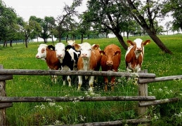 Glückliche Kühe auf der Weide.