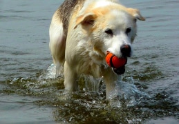 Sunny, unser "See"hund, vor 10 Jahren aus dem Tierheim zu uns gekommen